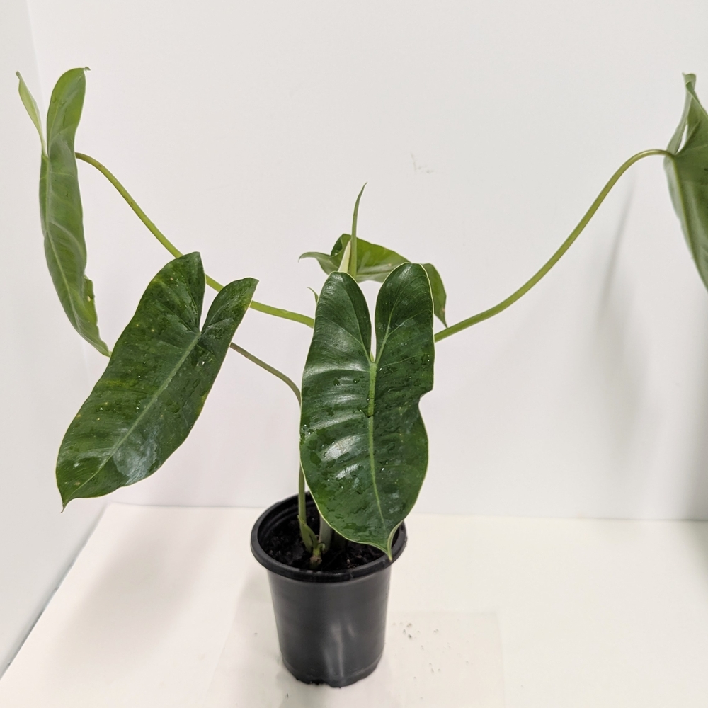 Burle Marx  Philodendron Reptile Habitat Decor